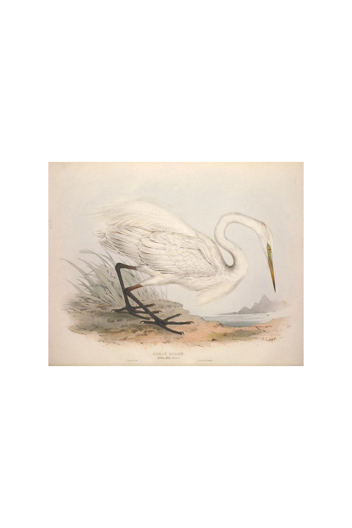 European Egret (Heron) Antique Art Print