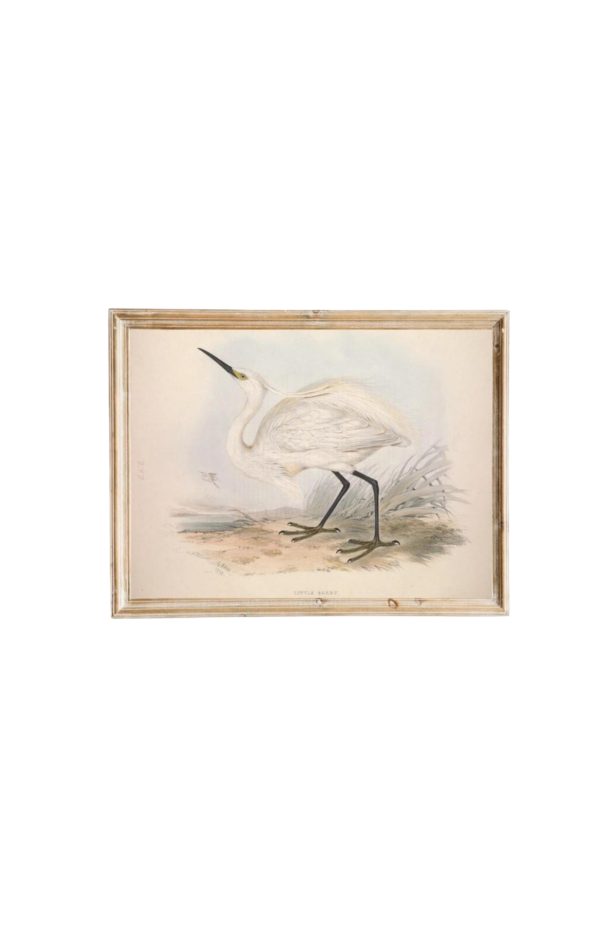 European Egret (Heron) Antique Art Print