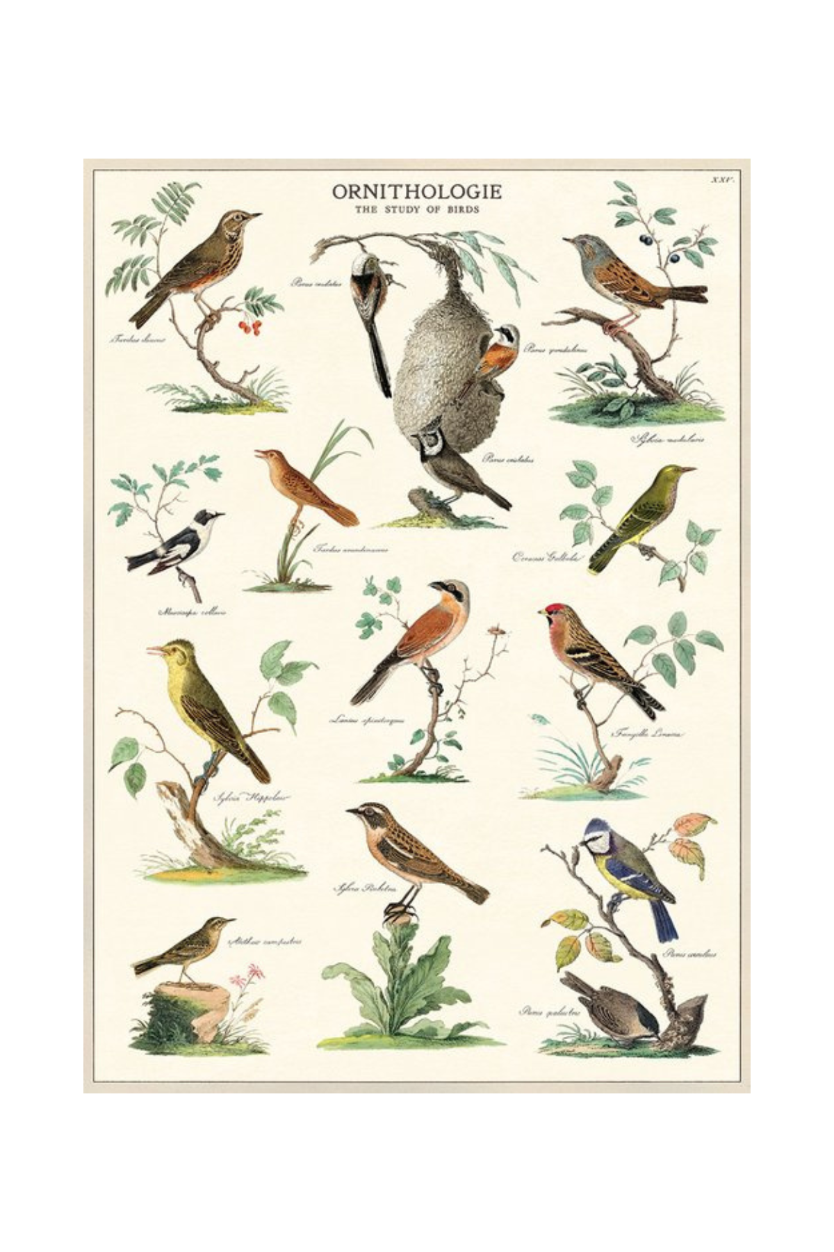 Ornithologie Wrap Sheet